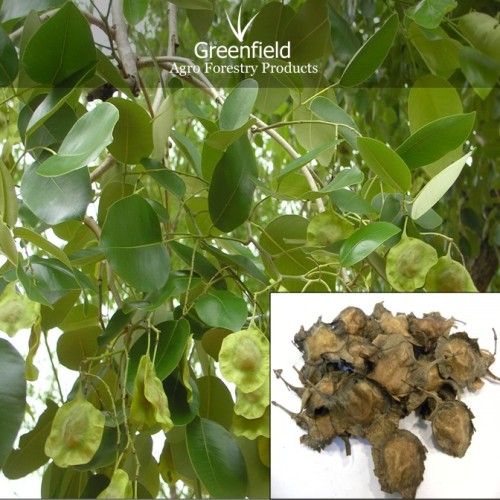 Red sandal tree seeds  ( pterocarpus santalinus )